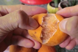 Sản vật miền Tây có múi giống mít, vị chua ngọt như măng cụt hút khách tìm mua