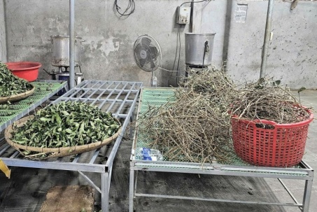 Chiêu biến cỏ dại thành 'thần dược' của hệ thống đông y Hoàng Minh Đường