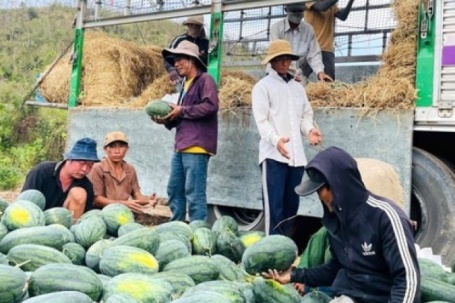Giá dưa hấu còn 1.000 đồng/kg, nhiều hộ trồng lỗ hàng trăm triệu đồng