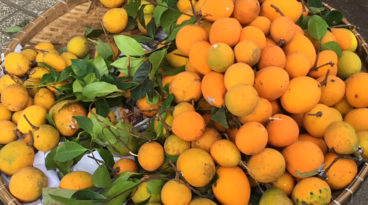 Quả gùi là sản vật "trời ban" của núi rừng miền Tây, nhất là ở An Giang. Ảnh: SG Nguyen