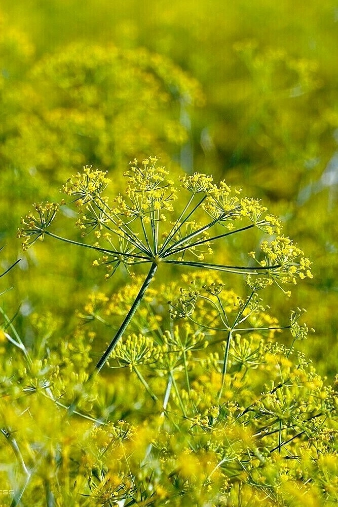 Cánh đồng hoa thì là phủ vàng ven biển Cà Mau - 2