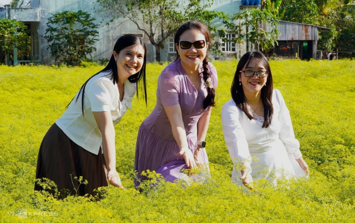 Cánh đồng hoa thì là phủ vàng ven biển Cà Mau - 5