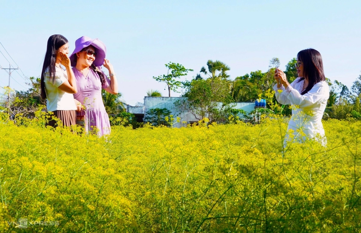 Cánh đồng hoa thì là phủ vàng ven biển Cà Mau - 4