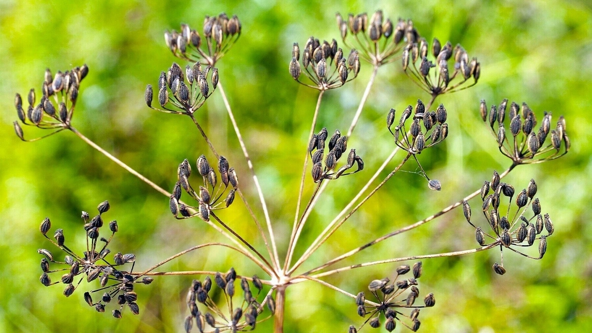 Cánh đồng hoa thì là phủ vàng ven biển Cà Mau - 10