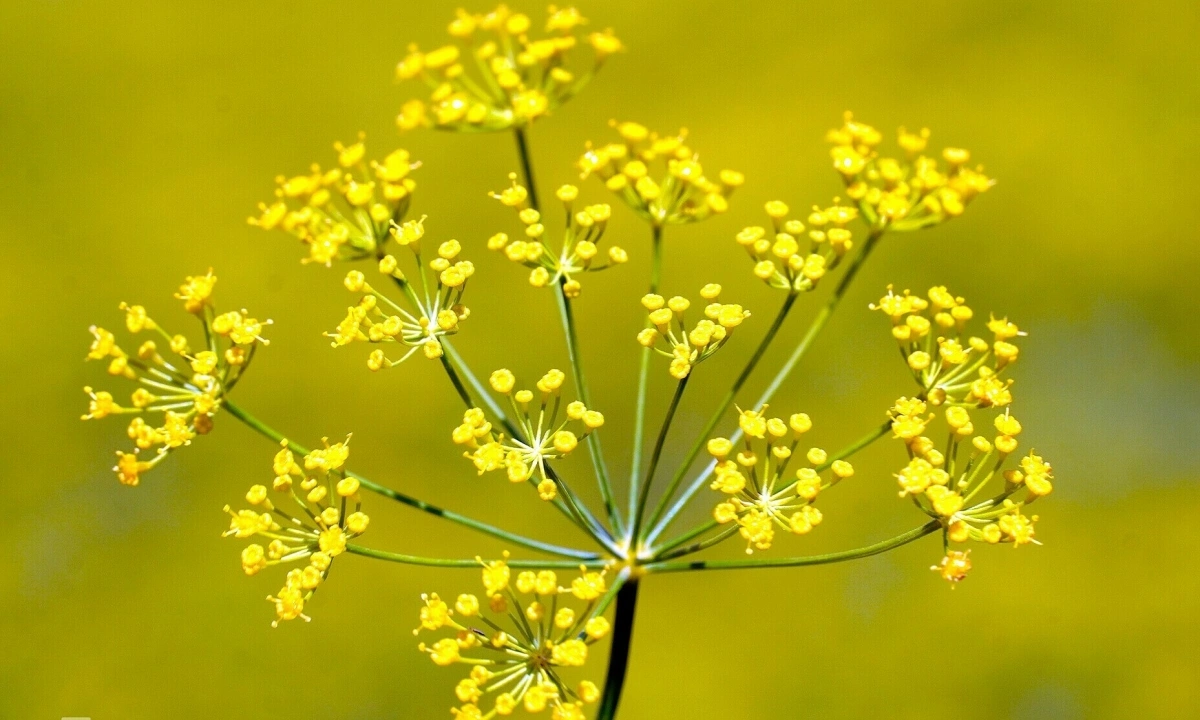 Cánh đồng hoa thì là phủ vàng ven biển Cà Mau - 9