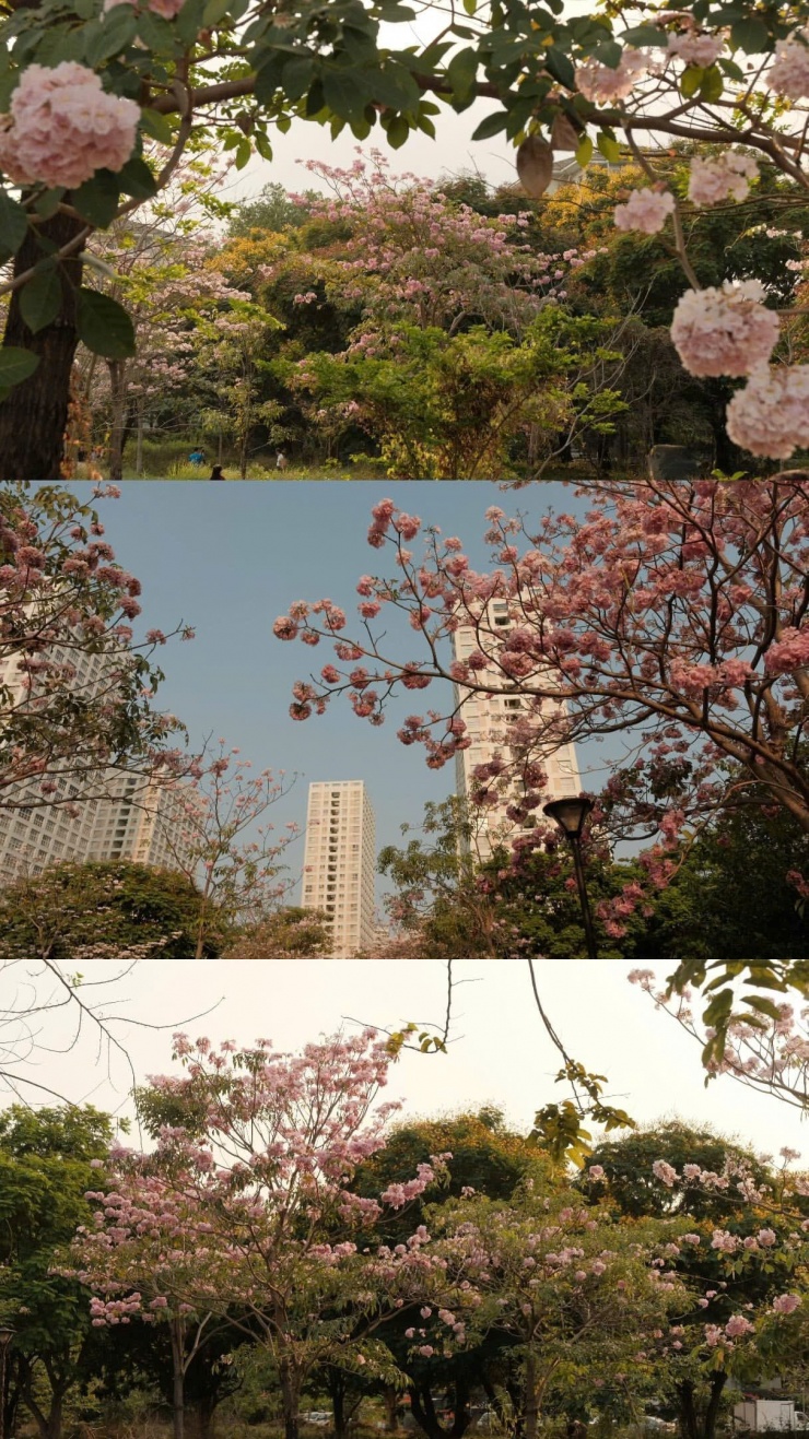 (Ảnh: sapphirewang2210)