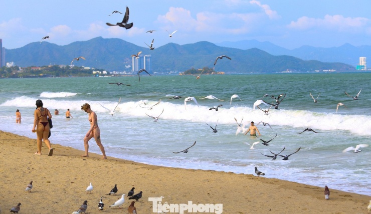 Cảnh tượng chim bồ câu níu chân du khách ở bãi biển Nha Trang - 6