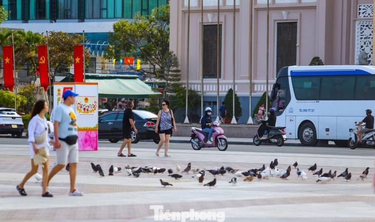 Cảnh tượng chim bồ câu níu chân du khách ở bãi biển Nha Trang - 9