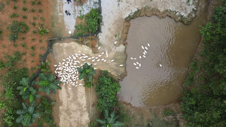 Khách Tây thử cảm giác được đàn vịt vây quanh 'massage' - 1