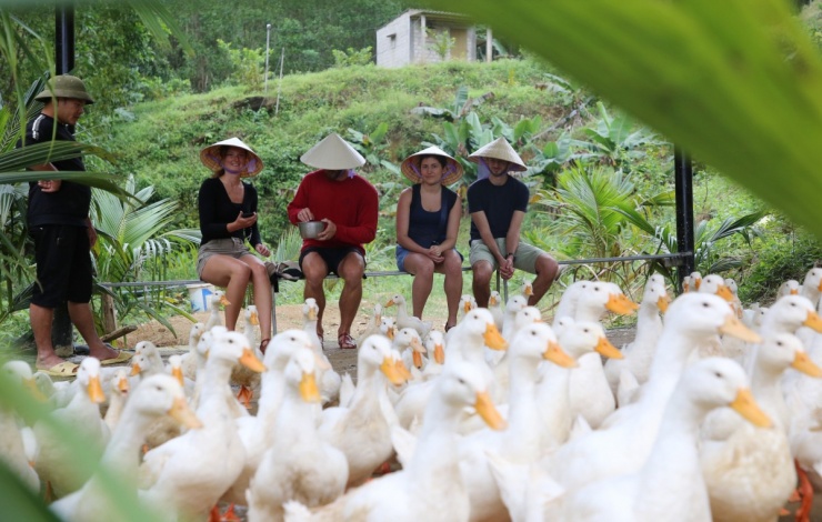 Vịt 'massage' cho du khách. Video: Đắc Thành