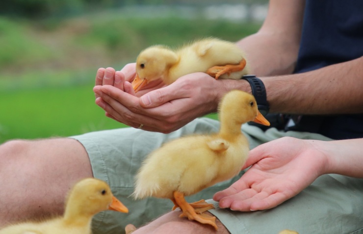 Khách Tây thử cảm giác được đàn vịt vây quanh 'massage' - 9