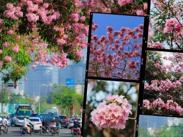 TP.HCM mùa hoa kèn hồng rực rỡ: Những tọa độ "săn mây hồng" đậm chất điện ảnh