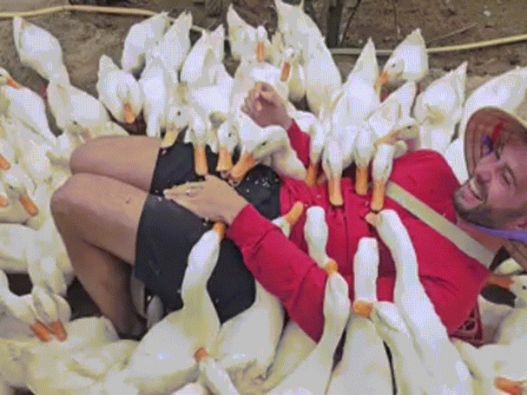 Khách Tây thử cảm giác được đàn vịt vây quanh 'massage'