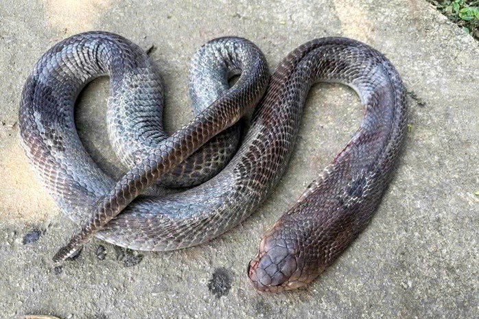 Con rắn hổ mang sau đó được xác định đã bị đánh chết