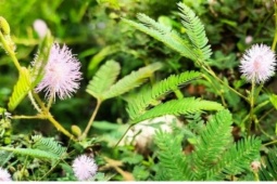 Thảo dược quý cực sẵn ở Việt Nam, tốt ngang thuốc bổ đắt tiền lại hay bị ngó lơ