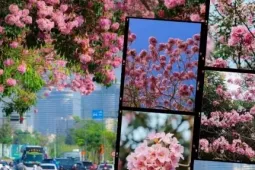 TP.HCM mùa hoa kèn hồng rực rỡ: Những tọa độ "săn mây hồng" đậm chất điện ảnh