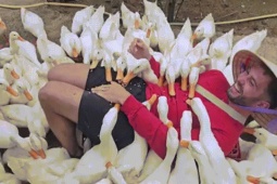 Khách Tây thử cảm giác được đàn vịt vây quanh 'massage'
