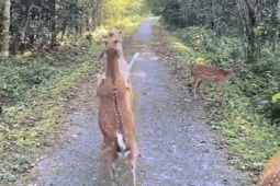 Khoảnh khắc hai chú hươu 'so găng' trong VQG Cúc Phương hút người xem