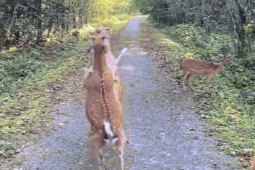 Khoảnh khắc hai chú hươu 'so găng' trong VQG Cúc Phương hút người xem