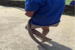 Hãi hùng cảnh cụ ông cụt tay kẹp rắn hổ mang dài hơn 2 mét đi trên đường