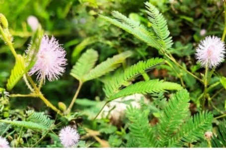 Thảo dược quý cực sẵn ở Việt Nam, tốt ngang thuốc bổ đắt tiền lại hay bị ngó lơ