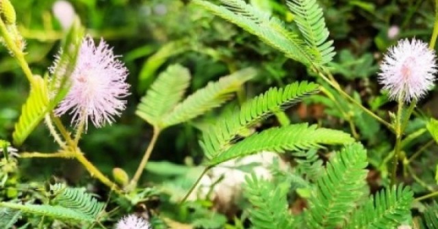 Thảo dược quý cực sẵn ở Việt Nam, tốt ngang thuốc bổ đắt tiền lại hay bị ngó lơ