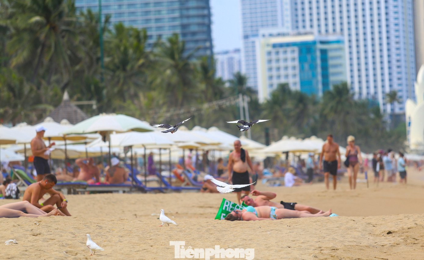 Cảnh tượng chim bồ câu níu chân du khách ở bãi biển Nha Trang - 5