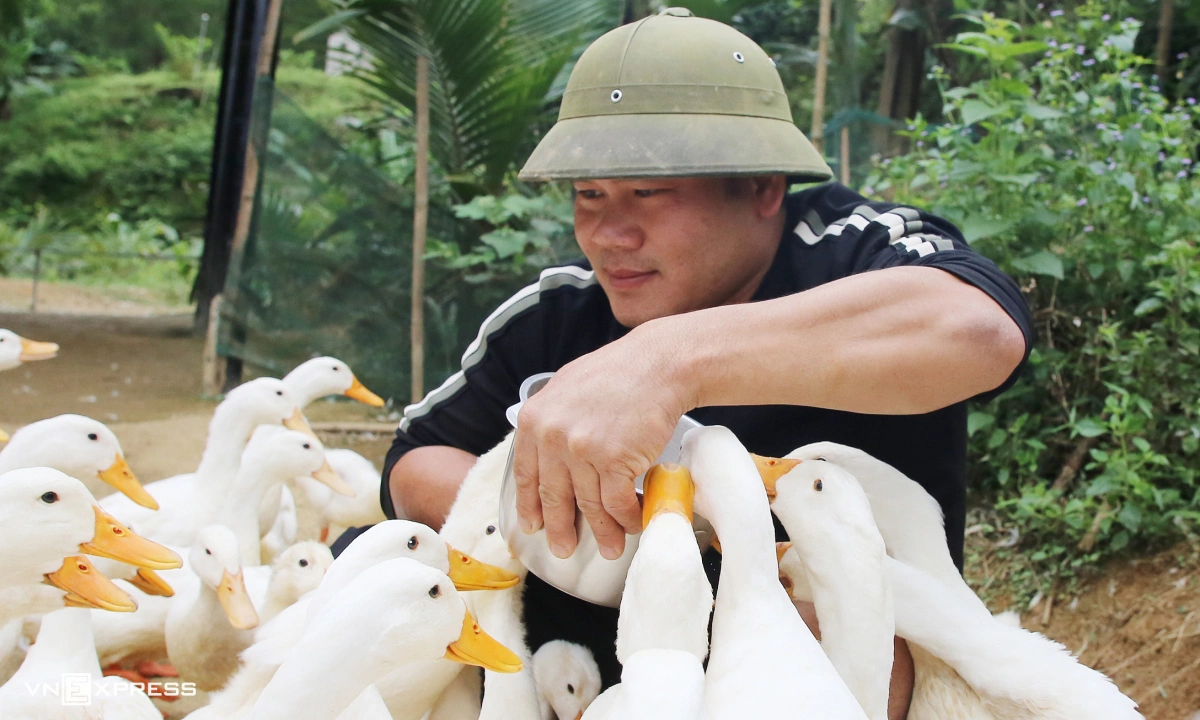 Khách Tây thử cảm giác được đàn vịt vây quanh 'massage' - 2