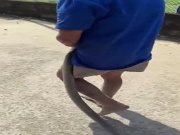 Hãi hùng cảnh cụ ông cụt tay kẹp rắn hổ mang dài hơn 2 mét đi trên đường