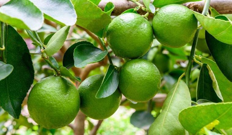 Cây chanh được trồng phổ biến ở nước ta, ra quả quanh năm.