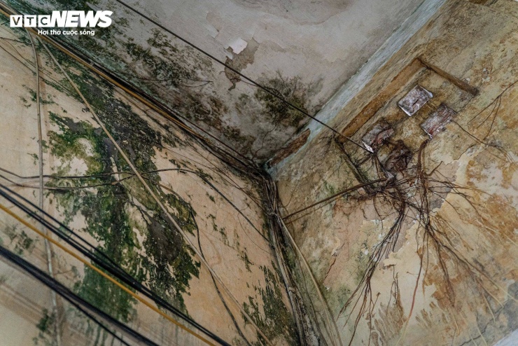 Trên trần nhà, rêu và nấm mốc bám thành từng mảng sẫm màu do thấm nước kéo dài qua nhiều năm.