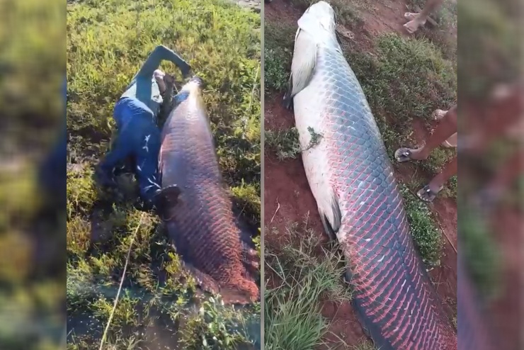 Con cá hải tương long nặng 135kg.