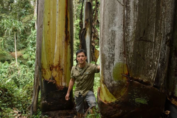 Giống chuối khổng lồ kỳ lạ nhất thế giới, cây cao gần bằng tòa nhà 8 tầng, ăn một quả no cả ngày