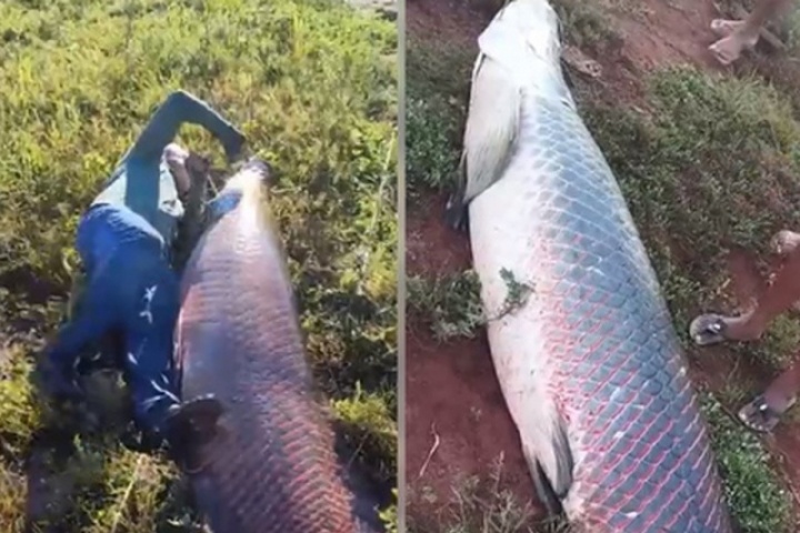 Ngư dân bắt được con cá khổng lồ nặng 135kg trên sông