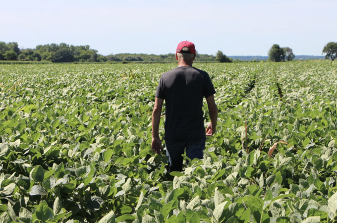 Một người nông dân đi bộ qua cánh đồng đậu nành ở bang Illinois, Mỹ. Ảnh: Newsweek