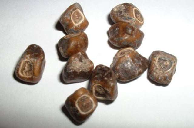 Hạt của loại chuối khổng lồ này có hình tròn, trông mịn và có đường kính 4-10mm.