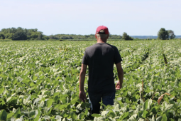 Nhiều nông dân Mỹ có nguy cơ phá sản vì ảnh hưởng xung đột Trung Đông