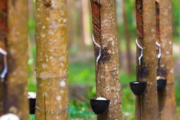 Bất chấp chiến sự Trung Đông, một cổ phiếu tăng trần 18 phiên liên tục