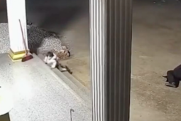 Clip gây 'bão' với cảnh ông bị ngã, em bé vội vàng bò tới để đỡ ông