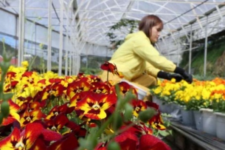 Một loại hoa nhỏ bé, tên nghe vừa lạ vừa quen đang được người dân ở Đà Lạt bán giá 900.000 đồng/kg