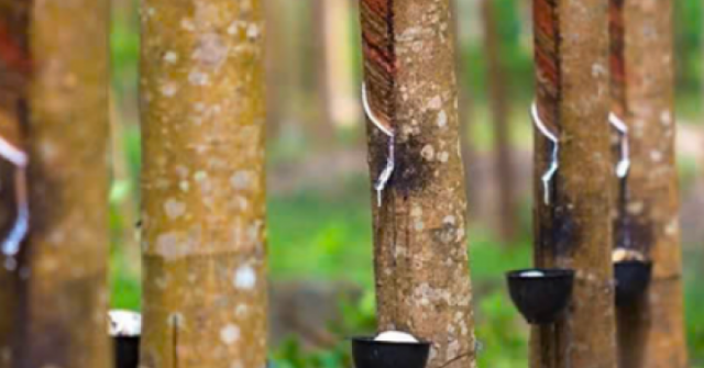 Bất chấp chiến sự Trung Đông, một cổ phiếu tăng trần 18 phiên liên tục