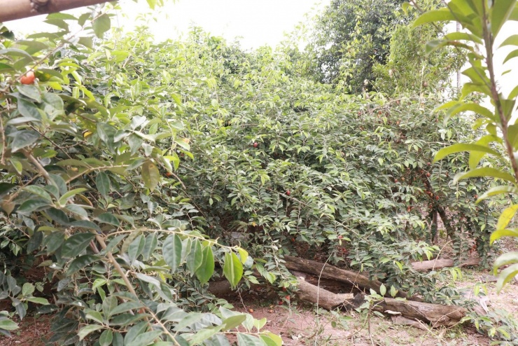 Những ngày này, tại xã Dương Hòa – nơi được xem là “thủ phủ nhót” của Hà Nội – không khí thu hoạch diễn ra lặng lẽ hơn hẳn mọi năm. Dù đã bước vào thời điểm chính vụ, nhiều vườn nhót chỉ lác đác quả chín, không còn cảnh cây sai trĩu, người hái tất bật từ sáng sớm đến tối muộn như trước.