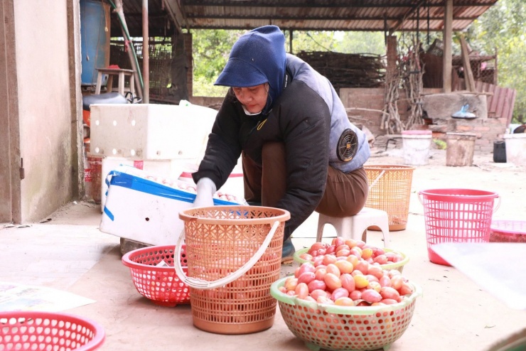 Gia đình bà Giang Thị Hảo là một trong những hộ trồng nhót lâu năm tại địa phương. Bà cho biết gia đình thuê khoảng một mẫu đất để trồng cây ăn quả, trong đó nhót chiếm phần lớn diện tích, xen kẽ với mít và hồng xiêm.