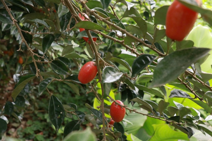 “Nhót năm nay mất mùa rõ rệt, sản lượng chỉ bằng một nửa mọi năm nên thu nhập của gia đình cũng giảm theo”, nhiều hộ trồng nhót tại xã Dương Hòa chia sẻ.