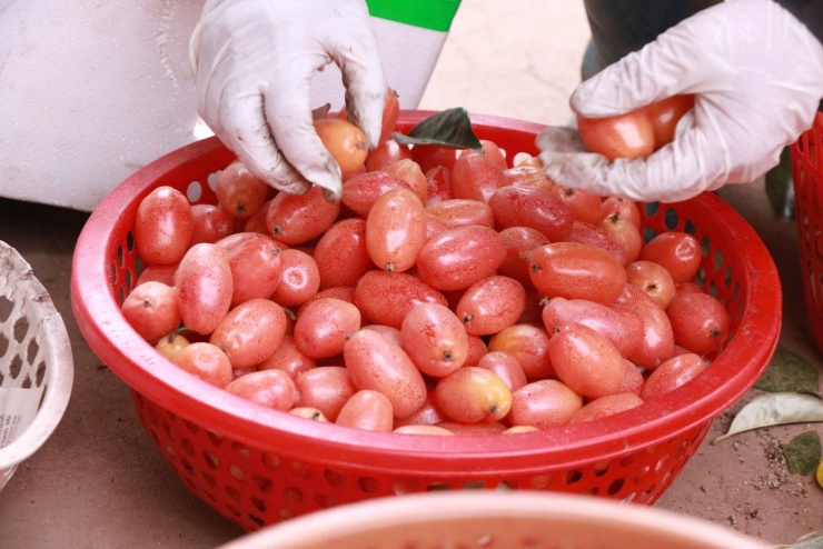 Không chỉ mất mùa, giá nhót năm nay cũng giảm mạnh so với các năm trước. Theo bà Hảo, nhót loại tuyển, quả tròn đều, mã đẹp hiện chỉ được thương lái thu mua khoảng 16.000 đồng/kg, trong khi những năm trước giá tại vườn thường ở mức khoảng 25.000 đồng/kg.