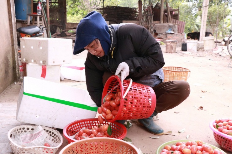 “Những năm trước, tầm này quả còn rất nhiều, to và mọng, hái không xuể. Cả nhà phải huy động nhau ra vườn từ sáng sớm. Nhưng năm nay thì chỉ còn lác đác, nhiều quả nhỏ, vẹo, thậm chí hỏng khá nhiều. Mọi năm cả nhà cùng hái, năm nay chỉ mình tôi ra vườn,” bà Hảo nói.