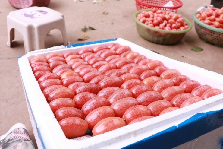 Nhót sau khi hái sẽ được đóng vào thùng xốp, mỗi thùng khoảng 13 kg để thương lái đến thu mua. Tuy nhiên, những quả nhỏ, vẹo hoặc có chút khuyết điểm chỉ bán được vài nghìn đồng mỗi kg.