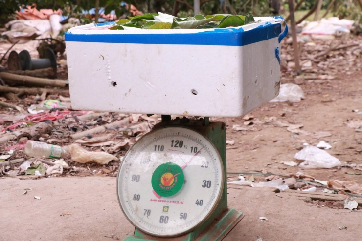 Sau khi thu hoạch, nhót được đóng vào thùng xốp để vận chuyển. Tại các điểm thu mua, thương lái tiếp tục chọn lọc và phân loại. Nhót loại 1 được xếp cẩn thận vào hộp nhựa nhỏ có lót chống sốc, mỗi hộp khoảng 300–500 gram. Các loại nhót còn lại được đóng thùng xốp chuyển đến tiểu thương tại nhiều chợ trên địa bàn Hà Nội.