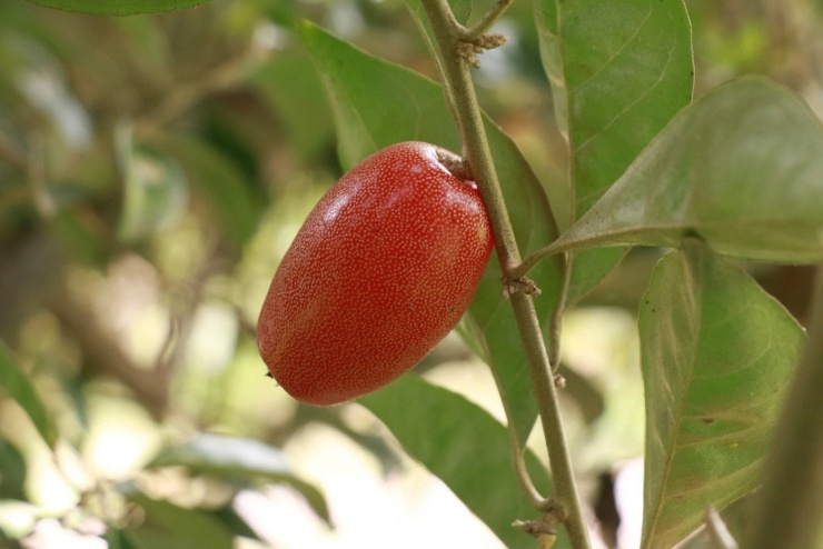 “Những năm trước cây nào cũng sai quả, hái từ sáng đến tối vẫn chưa hết. Năm nay quả ít nên không nhiều người thuê”, bà Hòa nói.