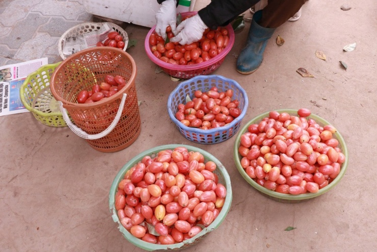 Nhót sau khi hái được phân ra thành nhiều loại.